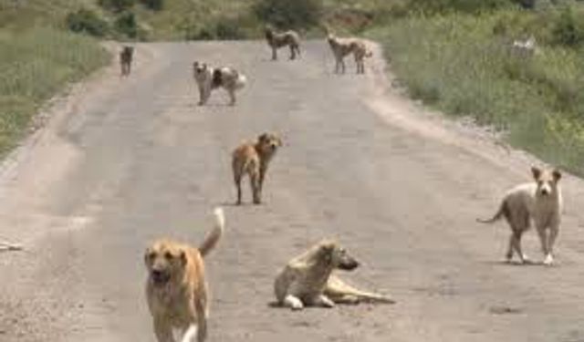 5 yaşındaki çocuğa köpek saldırdı