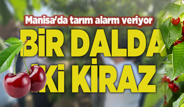 “Bu şekilde giderse ağaçları keseceğiz”: Manisa'da tarım alarm veriyor