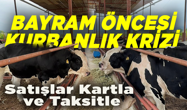 Kurbanlık satışında yeni dönem: Taksitle kuzu, kartla koç!