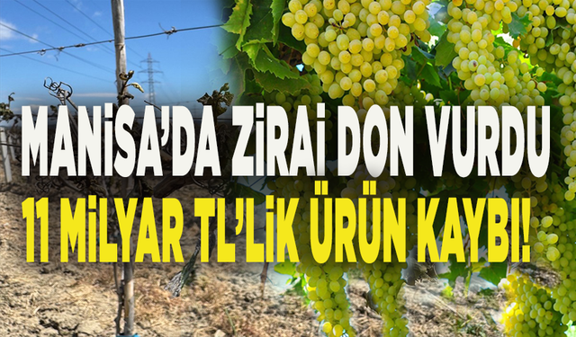 Manisa’da zirai don vurdu: 11 Milyar TL’lik üzüm felaketi