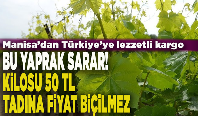 Sarma bahane, yaprak şahane: Manisa’dan Türkiye’ye lezzetli kargo