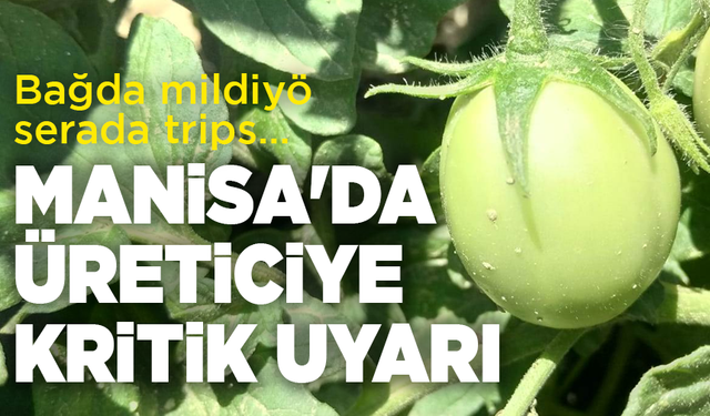 Bağda mildiyö, serada trips… Manisa'da üreticiye kritik uyarılar!