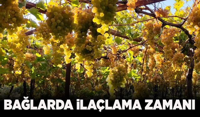 Bağcılar dikkat: İlaçlama zamanı!