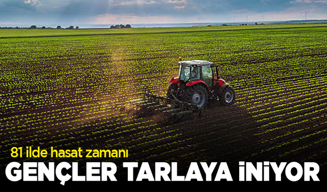 81 ilde hasat zamanı! Gençler tarlaya iniyor