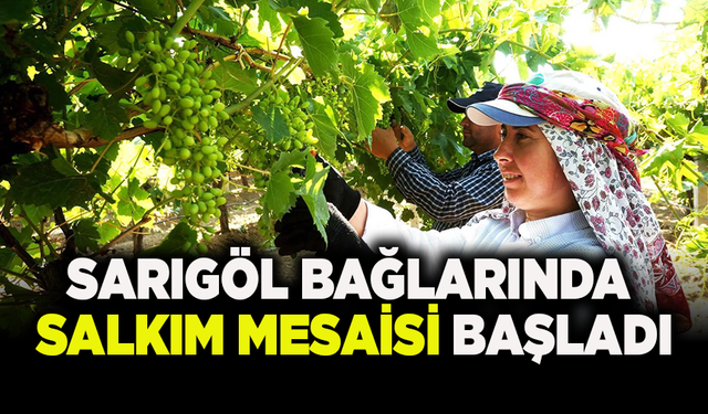 Sarıgöl bağlarında salkım mesaisi başladı
