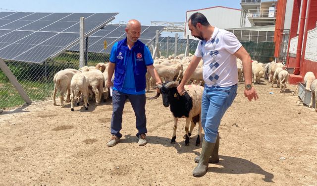 Cumhurbaşkanı Erdoğan'ın TDV'ye vekalet verdiği kurban Konya'da kesildi