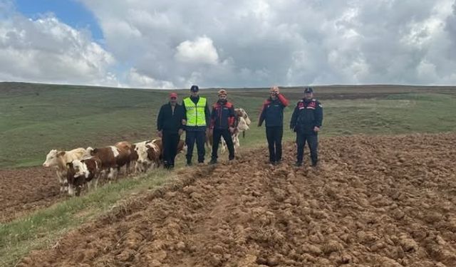 Kaybolan 9 büyükbaş hayvan, dronla bulundu