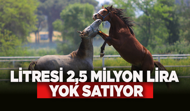 Litresi 2,5 milyon lira yok satıyor