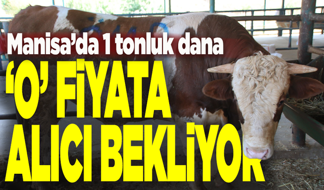 1 Tonluk kurbanlık o fiyata Manisa'da alıcı bekliyor