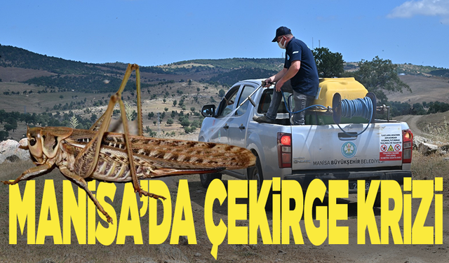 Manisa'da çekirge krizi! Büyükşehir sahada