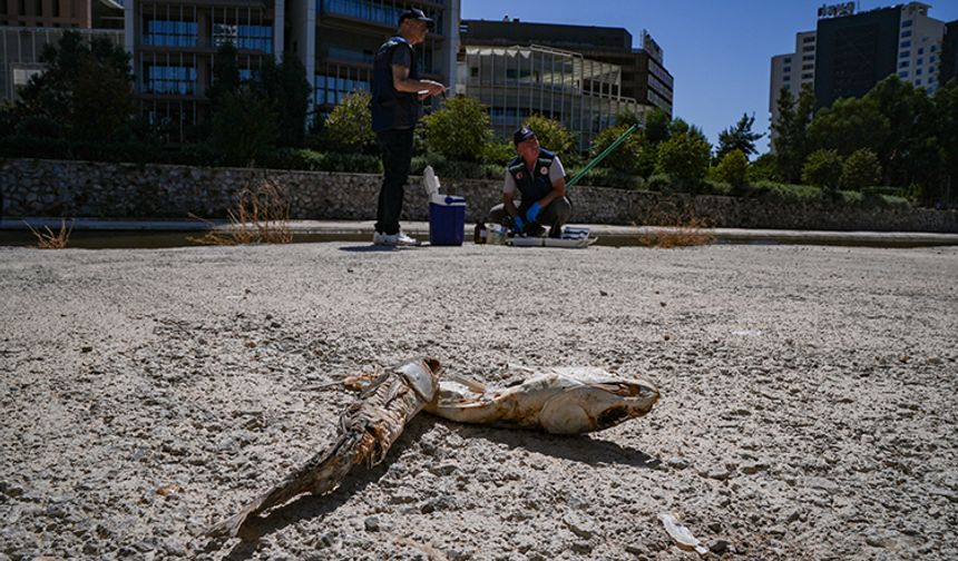 İzmir Körfezi'ndeki kirlilik en çok dip balıklarını öldürüyor