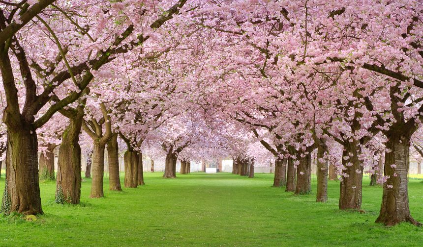 Sakura ne demek? Sakura'nın hikayesi, anlamı...