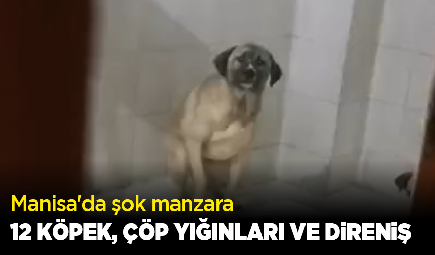 Manisa'da şok manzara: 12 köpek, çöp yığınları ve direniş