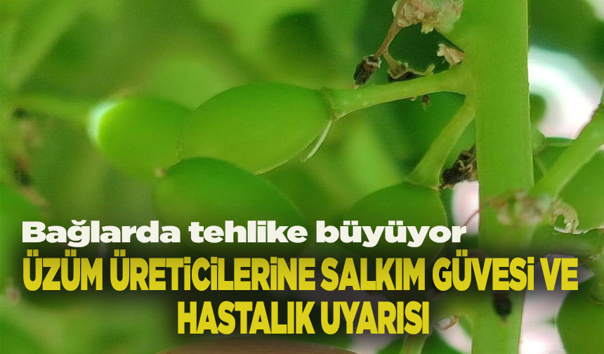 Bağlarda tehlike büyüyor: Üzüm üreticilerine salkım güvesi ve hastalık uyarısı