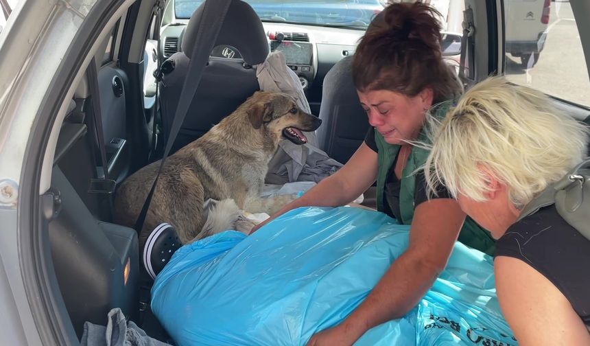 Tedavi için kliniğe getirdiği köpeği ölünce, yaralı sokak köpeğini gözyaşlarıyla sahiplendi
