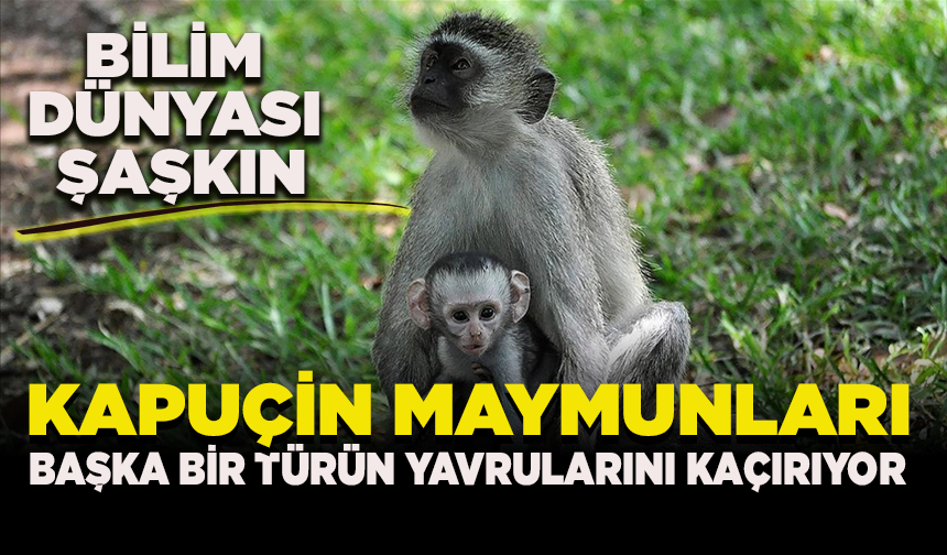 Kapuçin maymunlarının başka bir türün yavrularını "kaçırdığını" keşfetti