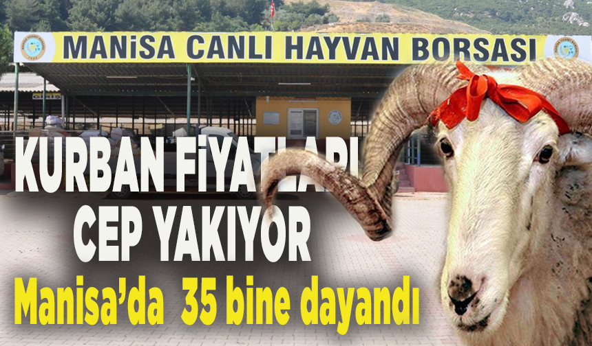 Kurban fiyatları cep yakıyor: Manisa’da kurbanlık fiyatları 35 bin liraya kadar dayandı
