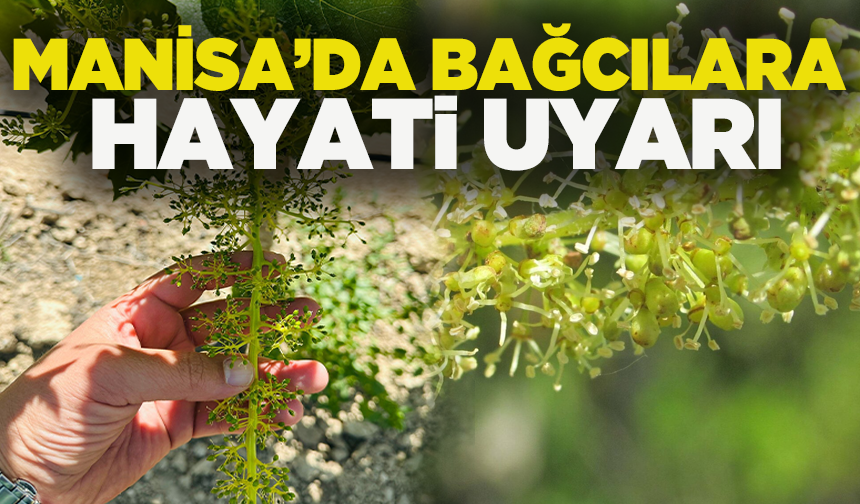 Manisa bağlarında hastalık alarmı: Külleme ve ölükol tehlikesi kapıda!