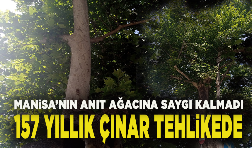 Manisa’da doğal miras tabela gölgesinde: 157 yıllık çınara zarar veriliyor