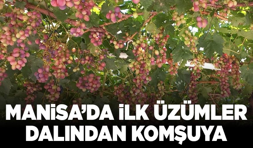 Manisa’da ilk üzümler dalından komşuya