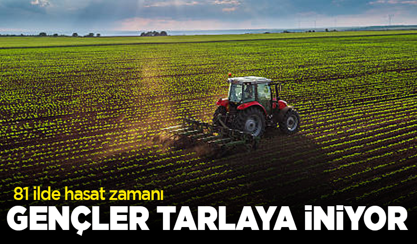 81 ilde hasat zamanı! Gençler tarlaya iniyor