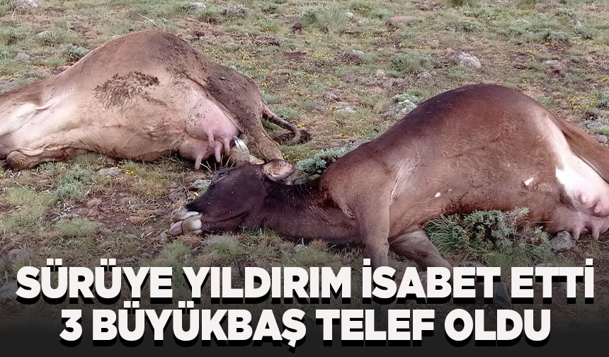 Sürüye yıldırım isabet etti, 3 büyükbaş telef oldu