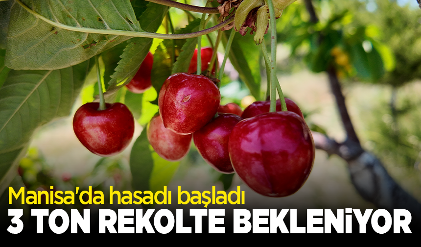 Manisa'da hasadı başladı: 3 ton rekolte bekleniyor