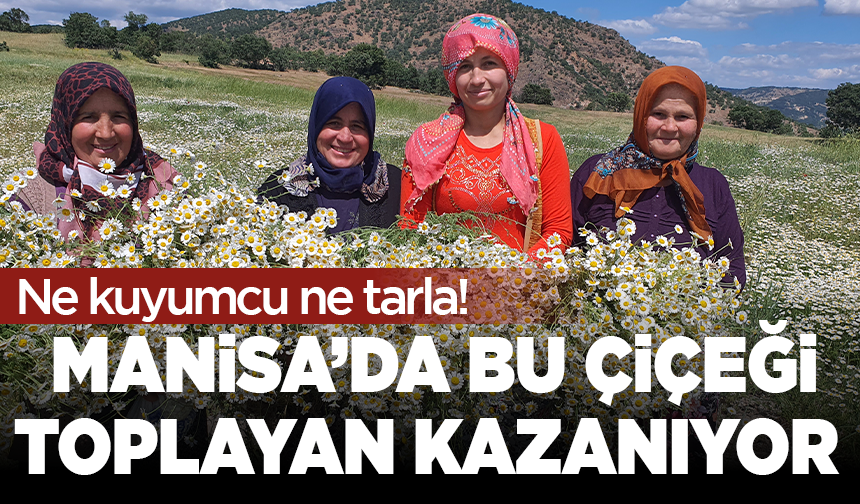 Ne kuyumcu ne tarla! Manisa’da bu çiçeği toplayan kazanıyor
