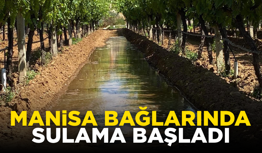 Manisa bağlarında sulama başladı