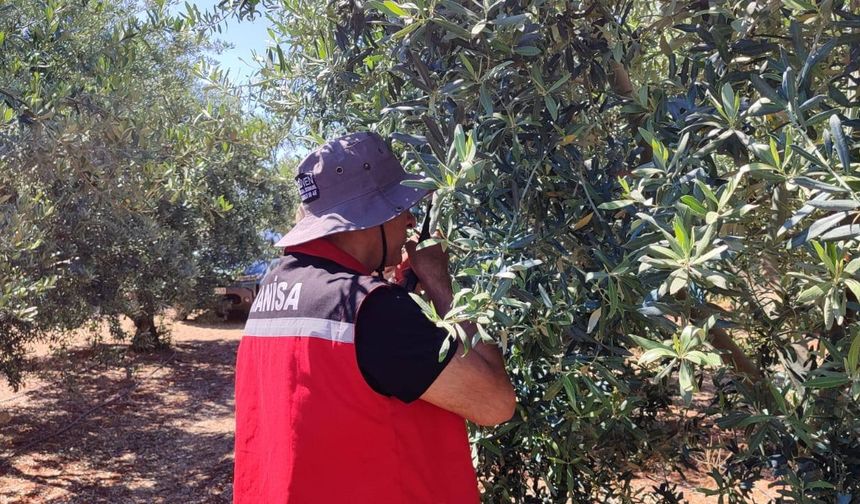 Salihli’de ‘zeytin güvesi’ alarmı