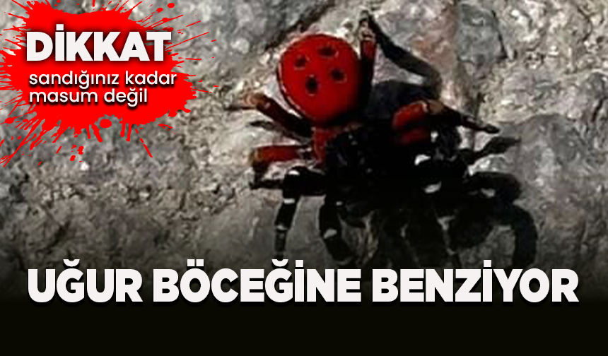 Uğur böceği görünümlü böcek, sandığınız kadar masum değil