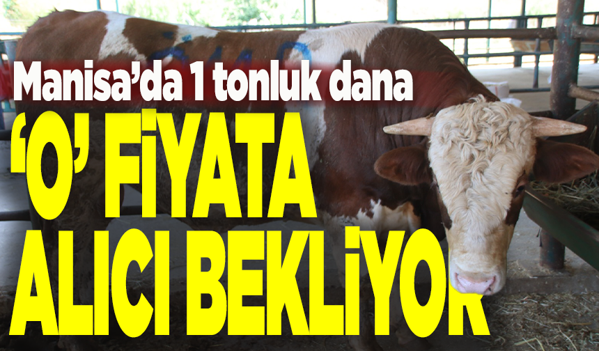 1 Tonluk kurbanlık o fiyata Manisa'da alıcı bekliyor