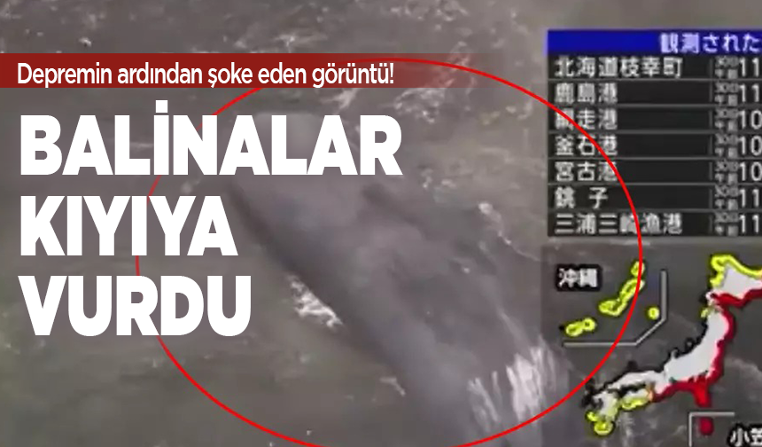 Depremin ardından şoke eden görüntü! Balinalar Japonya kıyılarına vurdu