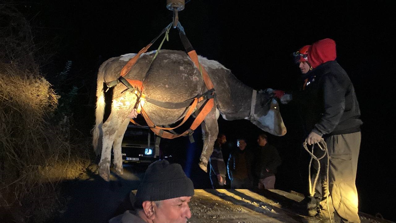 Dere Yatağında Mahsur Kalan Inek Vinçle Kurtarıldı (5)