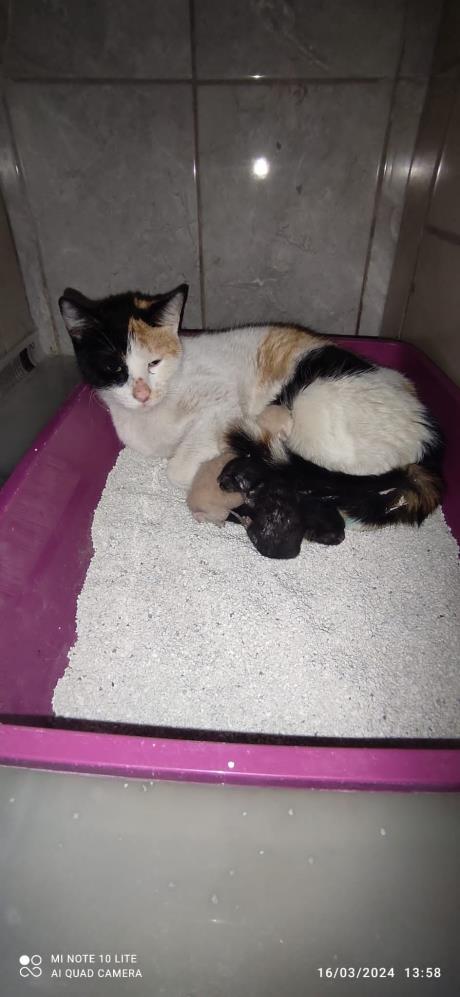Kedi Hastanede Doğum Yaptı (2)