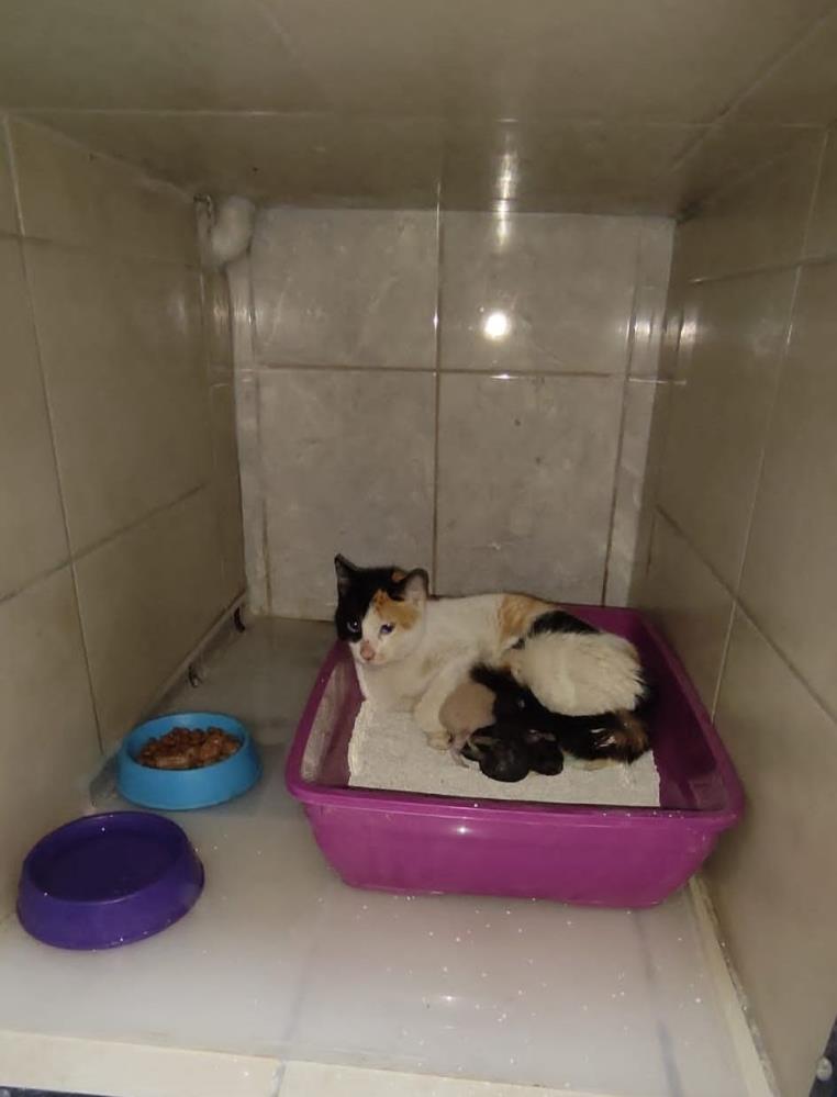 Kedi Hastanede Doğum Yaptı (3)