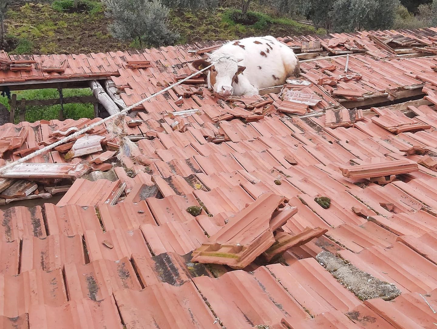 Manisa'da Çatıdan Inek Düştü (1)