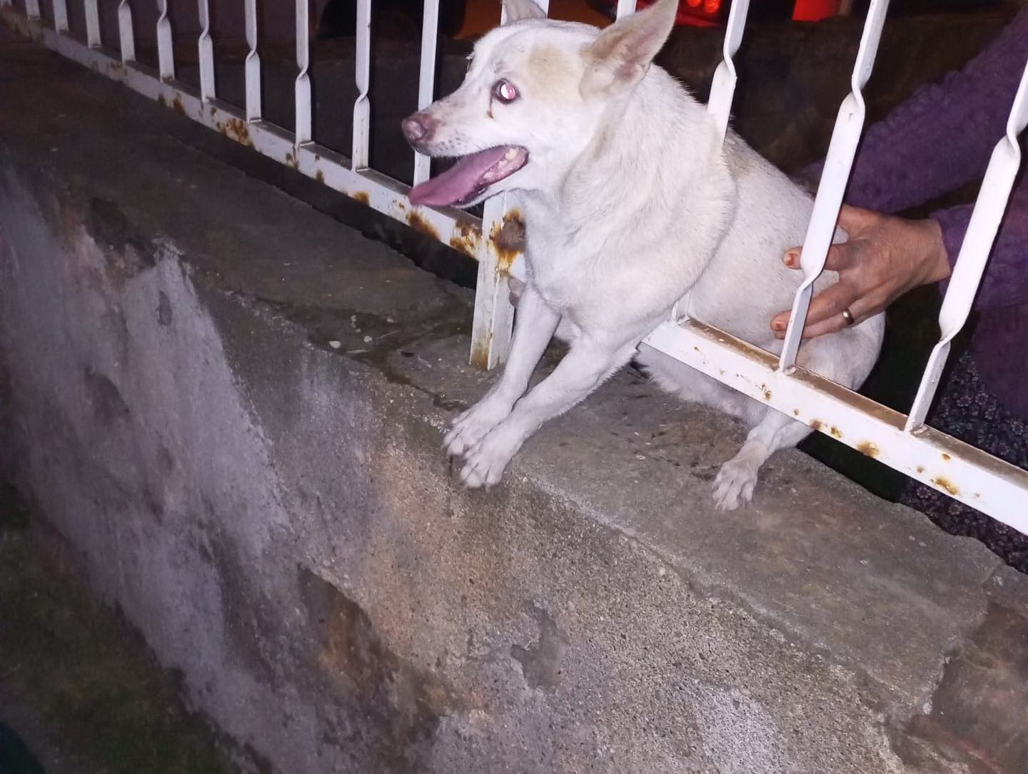 Manisa'da Korkuluklara Sıkışan Köpek Kurtarıldı (1)