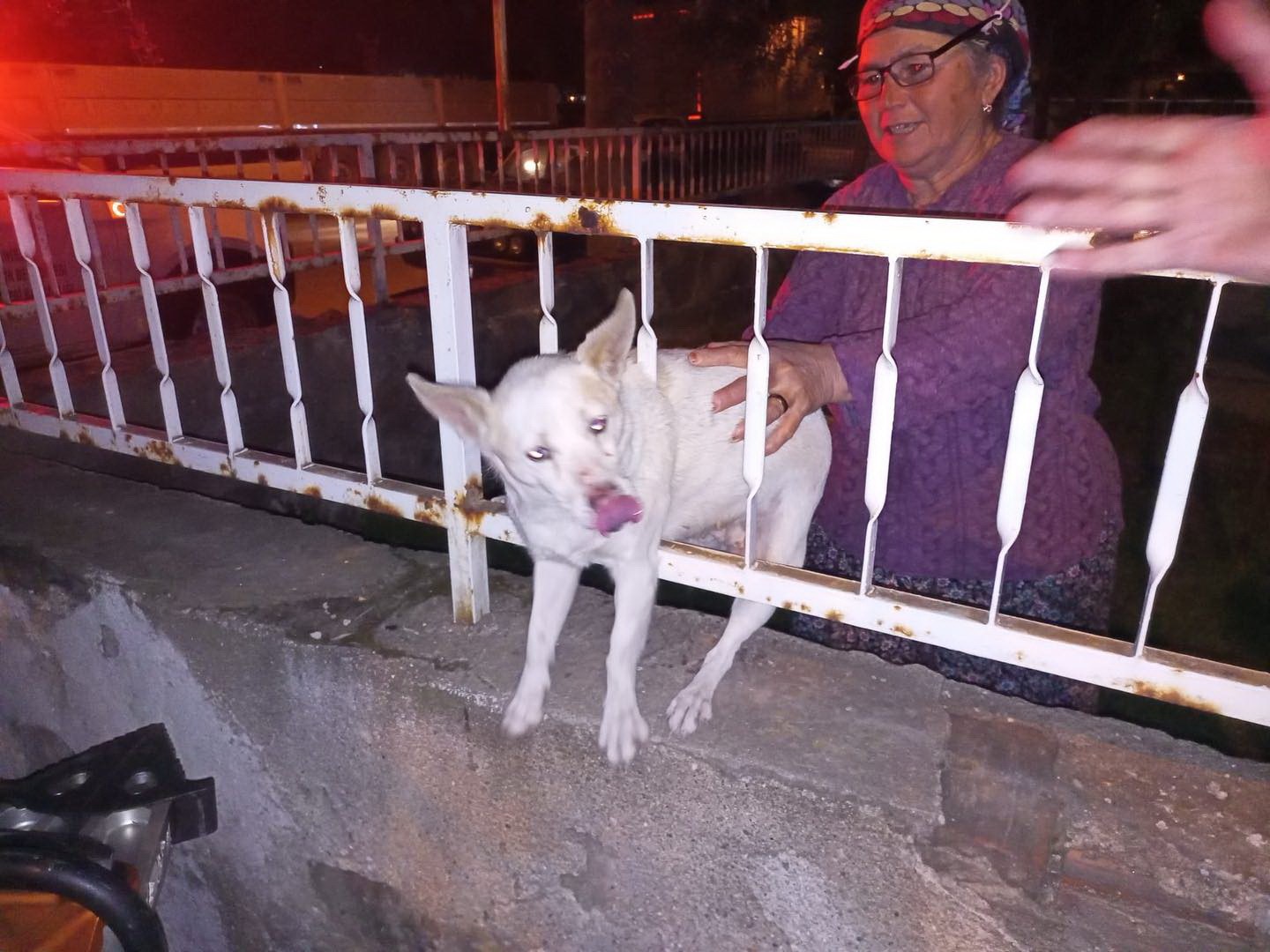 Manisa'da Korkuluklara Sıkışan Köpek Kurtarıldı (4)