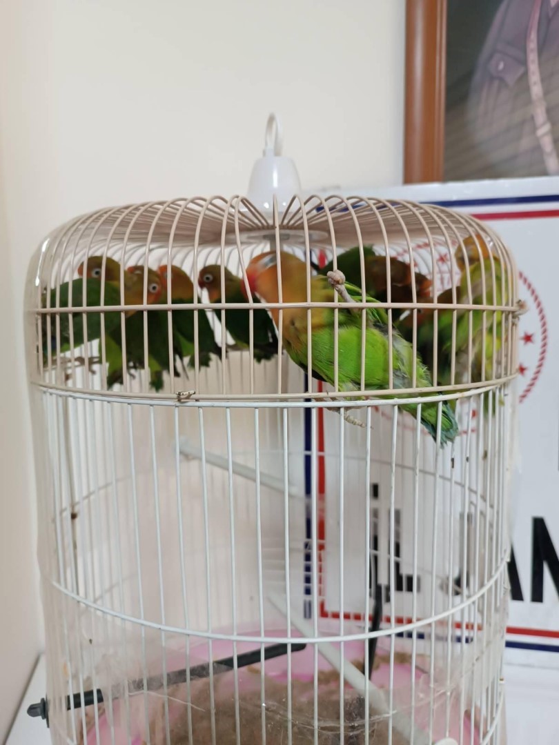 Manisa’da Satışı Yasak Papağan Ele Geçirildi (3)