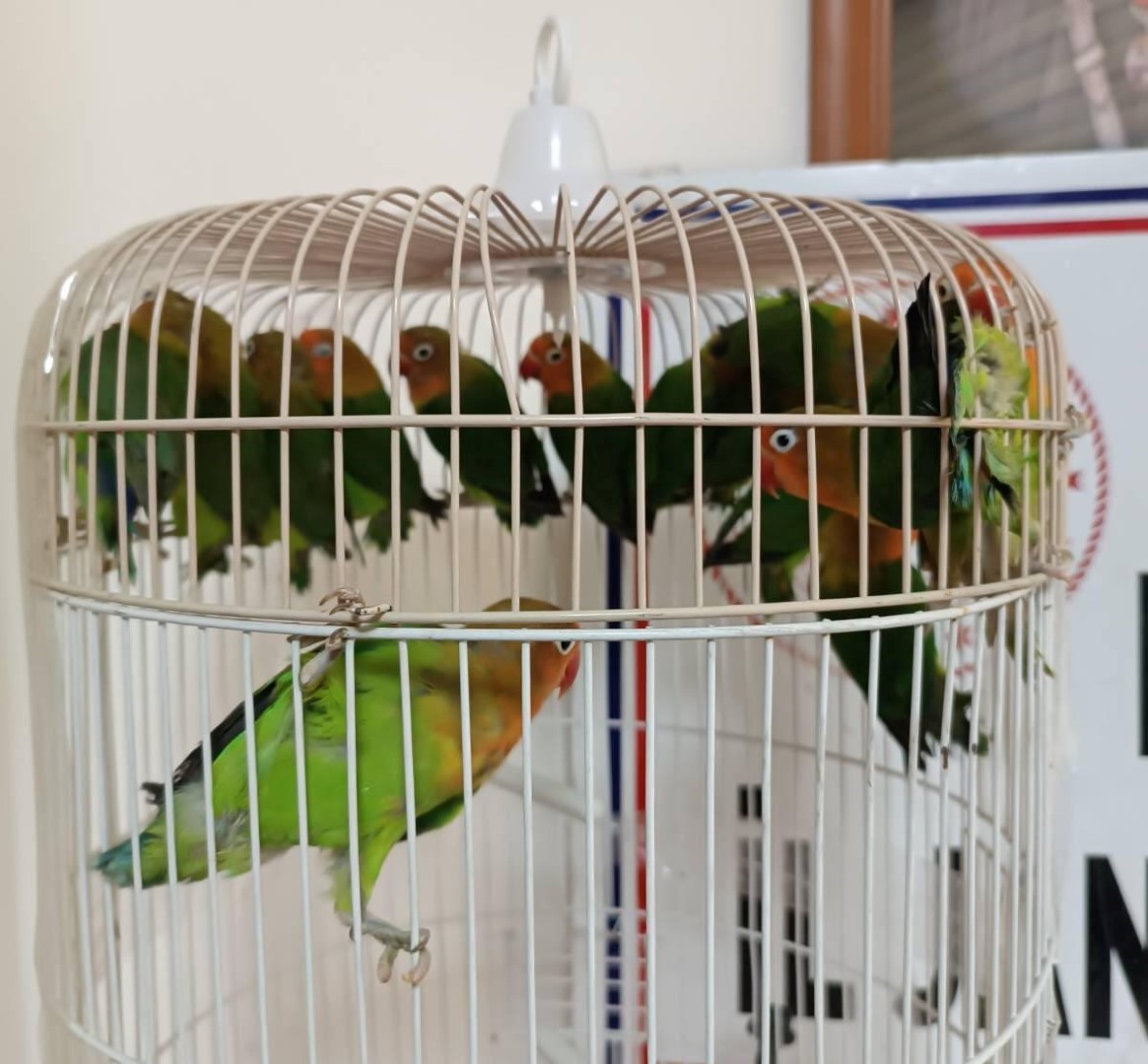 Manisa’da Satışı Yasak Papağan Ele Geçirildi (4)