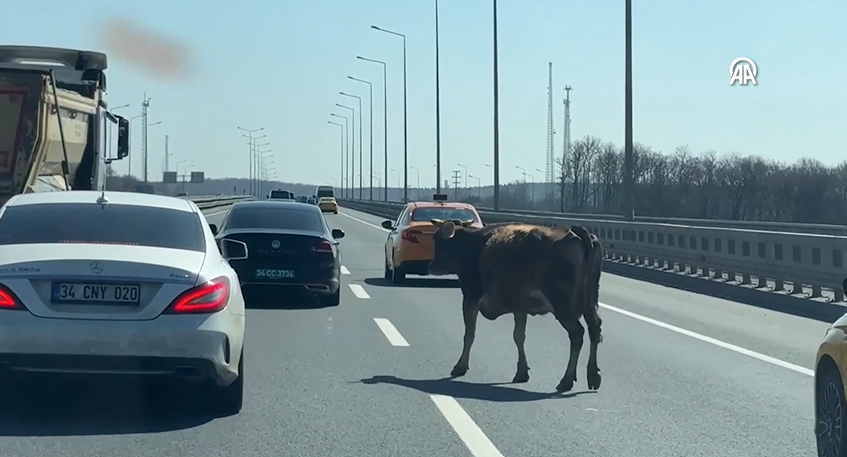 Sahibinden Kaçıp Otoyola Giren Inek Trafikte Tehlike Oluşturdu12