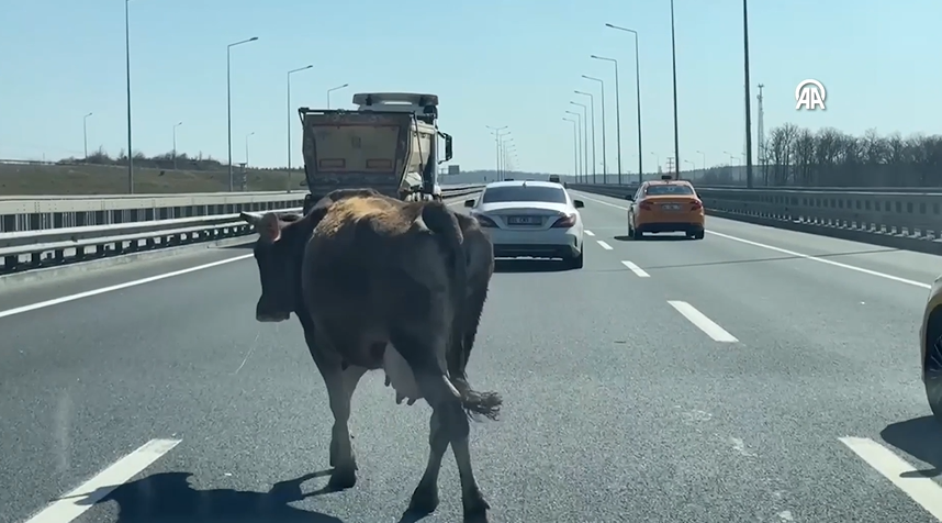 Sahibinden Kaçıp Otoyola Giren Inek Trafikte Tehlike Oluşturdu23