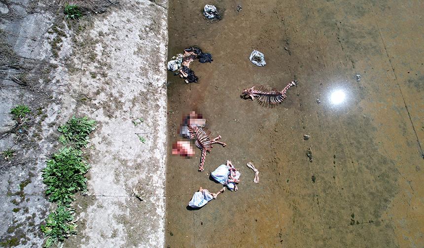 Sulama Kanalında Yüzlerce At Ve Eşek Eti Kemiği Bulundu (11)
