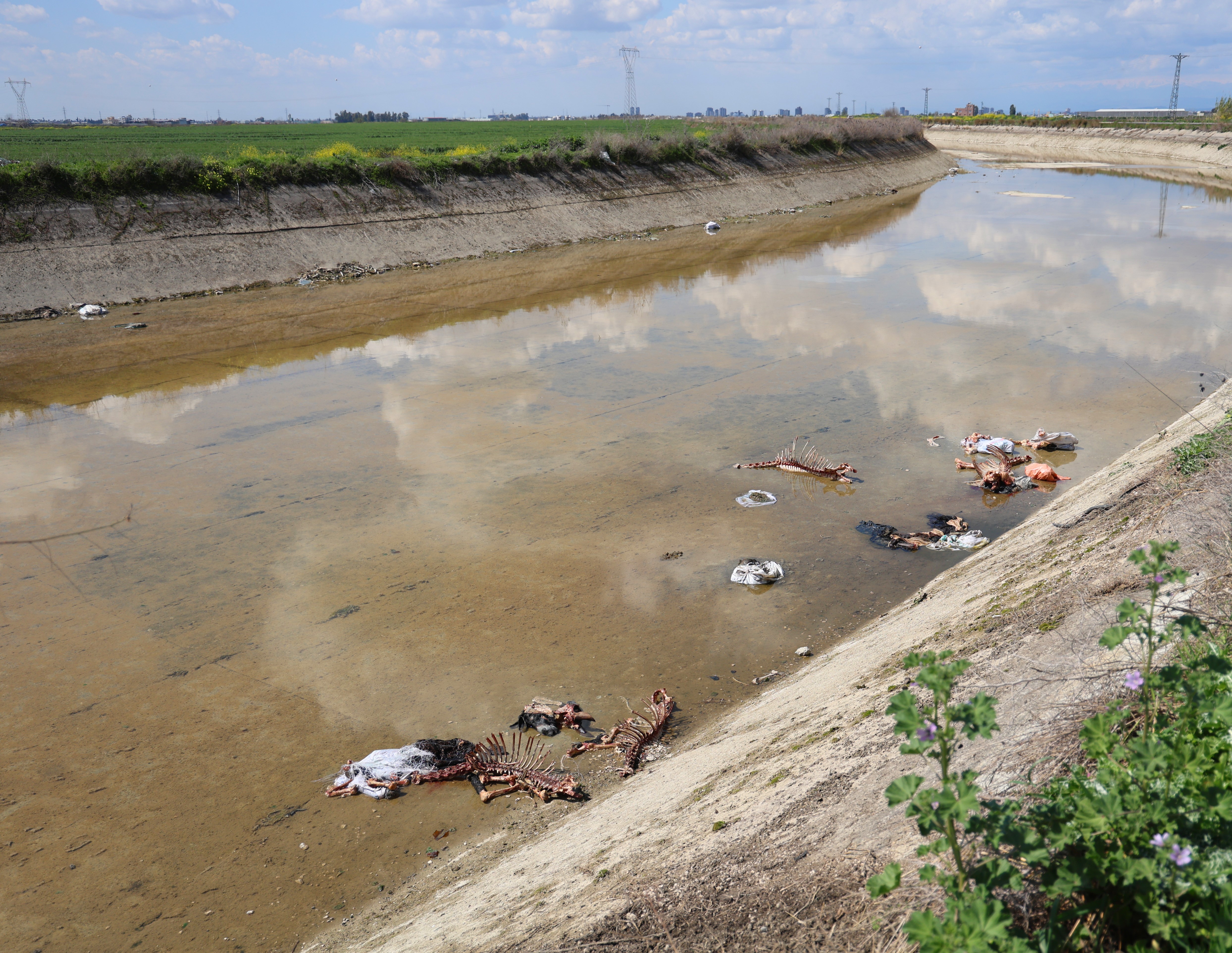 Sulama Kanalında Yüzlerce At Ve Eşek Eti Kemiği Bulundu (2)