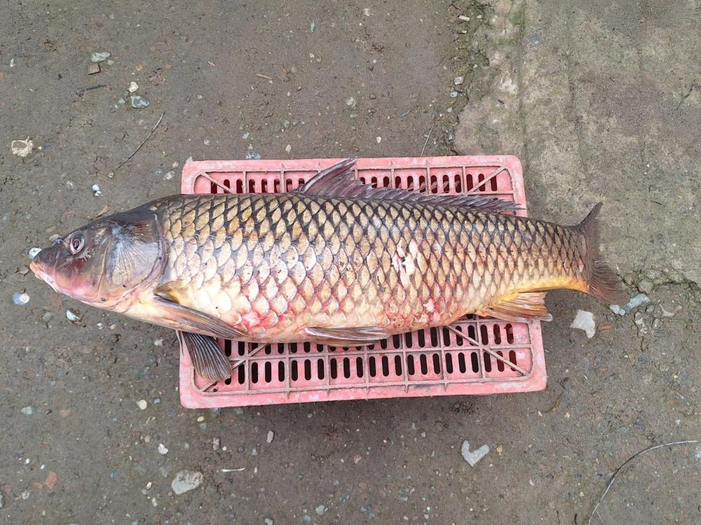 25 Kiloluk Sarı Balık Ağlara Yakalandı (2)
