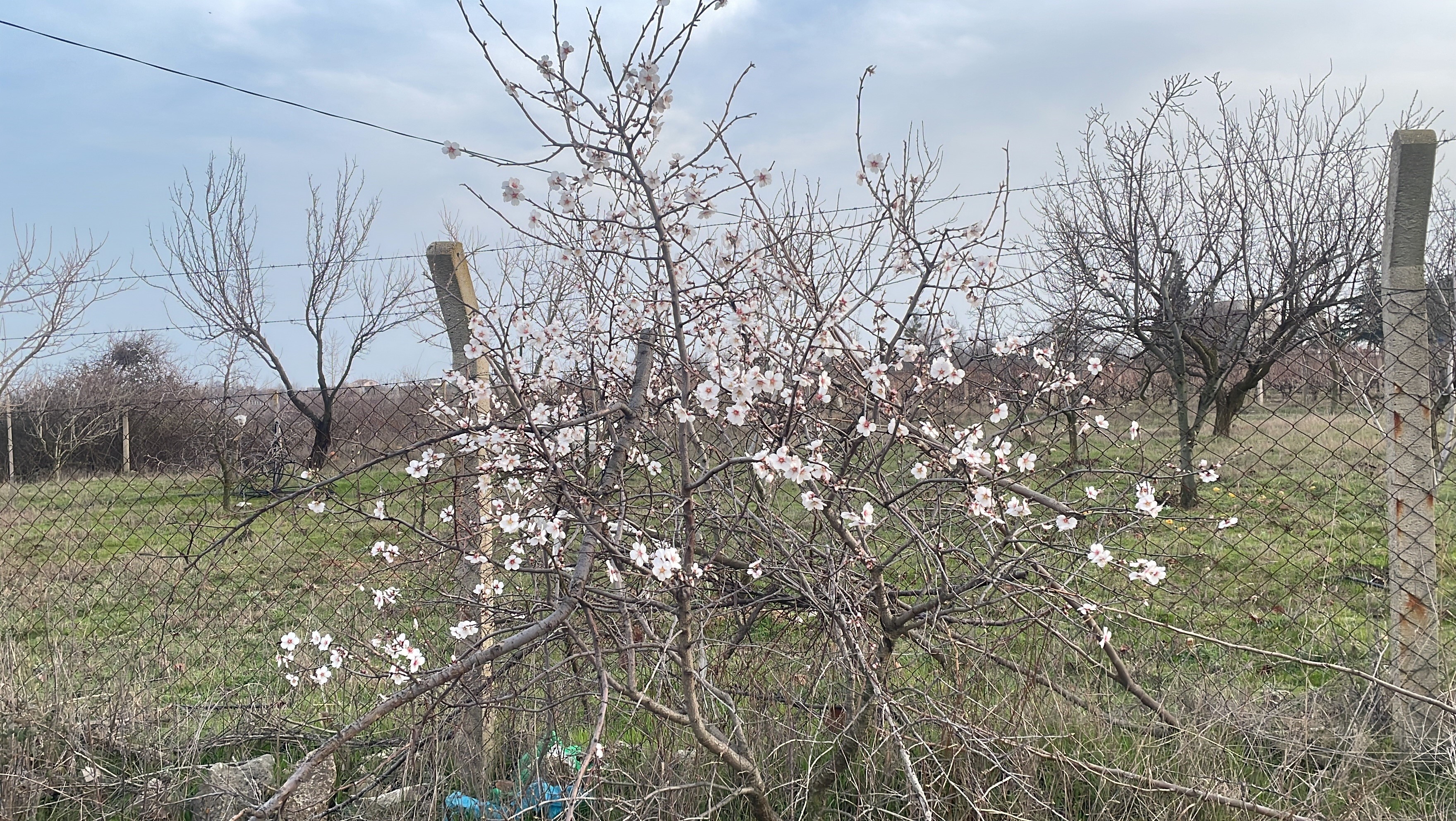 Erken Çiçek Açan Meyve Ağaçları Üreticiyi Endişelendiriyor (1)