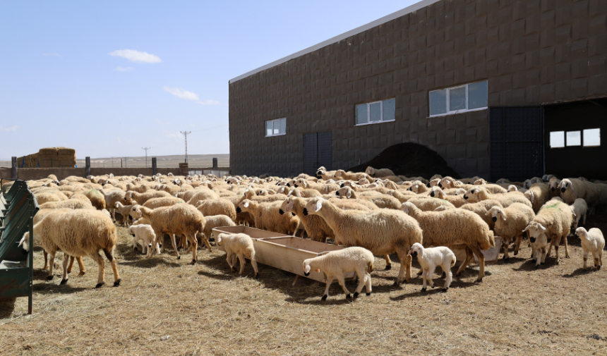 42 Bin Lira Maaş Ile Çoban Aranıyor (2)