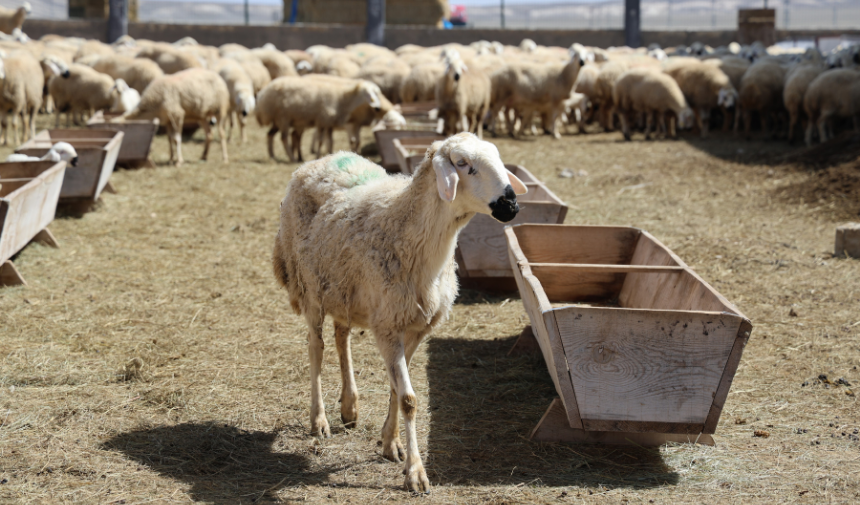 42 Bin Lira Maaş Ile Çoban Aranıyor (3)