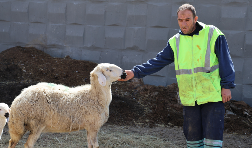 42 Bin Lira Maaş Ile Çoban Aranıyor (5)